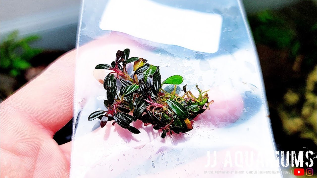 Rare Bucephalandra Unboxing + ADA 60F Update - YouTube