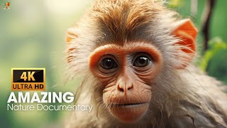 Amazing Nature Documentary 4K - Wildlife Animals 4K Nature Relaxation Film