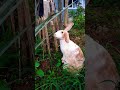 Bunny : A day in the garden