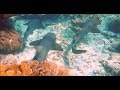 Swimming with sharks and sting rays . Belize. Key Caulker.