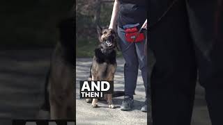 How to STOP any dog from barking!  #shorts