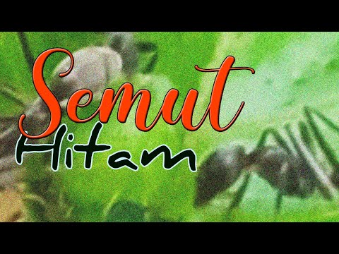 Video: Semut Adalah Serangga Sosial