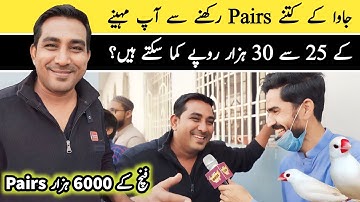 How To Earn Money From Java Sparrow Birds Breeding | Java Business Plane 2024 | Lalukhet Birds