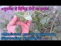 Health benefits of Punarnava  (Spreading Hogweed) || पुनर्नवा के औषधीय गुण