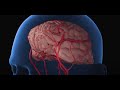 How to increase blood flow to the brain  neuroq
