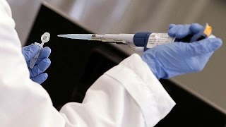 İnsan Ve Domuzdan Karma Embriyo Üretildi