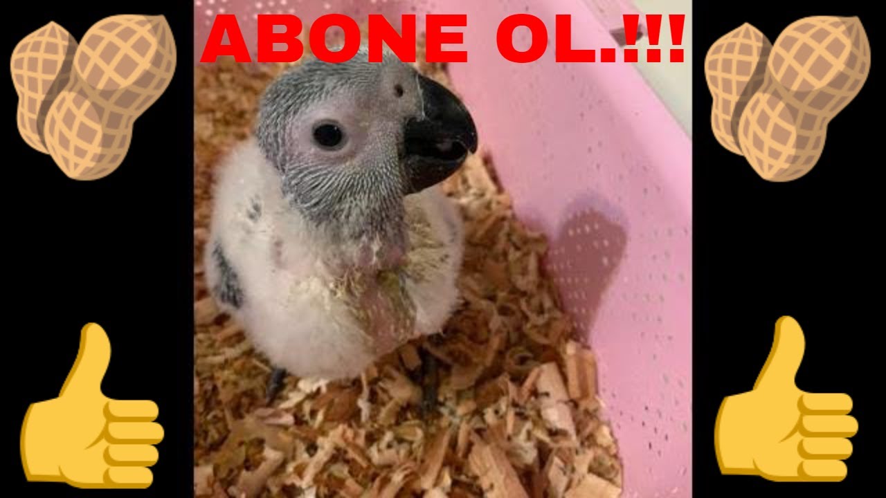 YAVRU JAKO PAPAĞAN - NASIL BESLENİR!