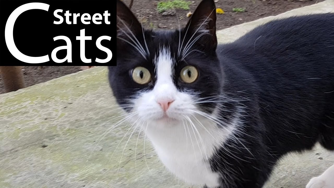 Black And White Cat YouTube