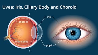 Uveal Tract Anatomy | Iris | Ciliary Body | Choroid | Eye Anatomy