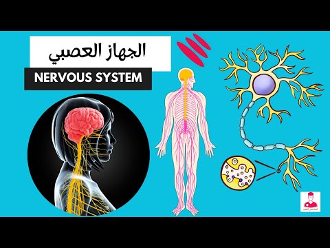 الجهاز العصبي كاملا  