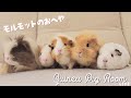 モルモット部屋配信 Guinea pig room live 🐹【ライブカメラ】