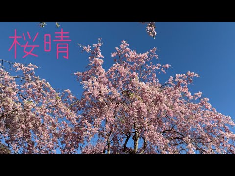 桜晴  優里  【はまりん】437