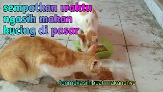 sepulang kerja menyempatkan ke pasar, buat ngasih makan kucing..