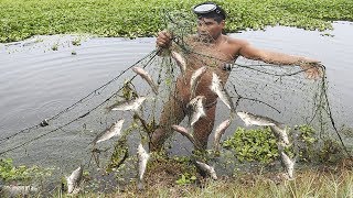 Hombre Pescó con red Grandes TILAPIAS(!) de Pequeña Laguna, Tilapia fishing