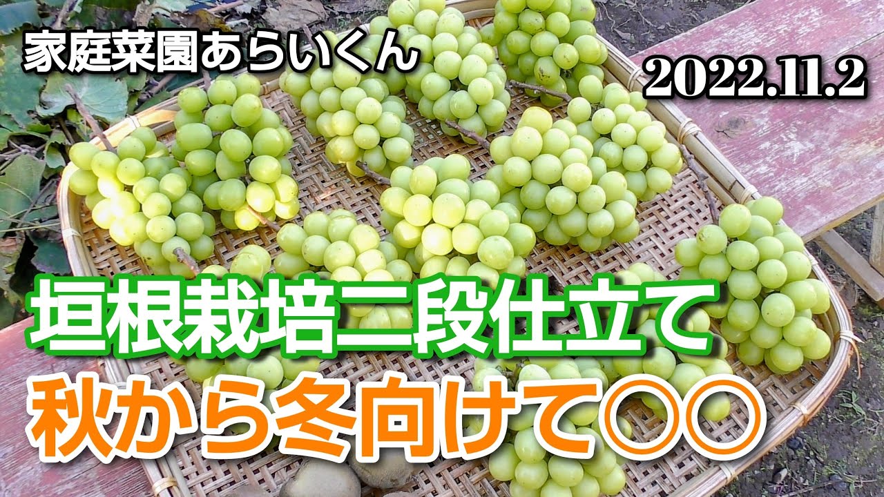 みーたんV希少わら敷種あり完熟巨峰、シャインマスカット 長野産3Kg✕2 Shine Muscat] 99th, A little extra effort to prepare for winter