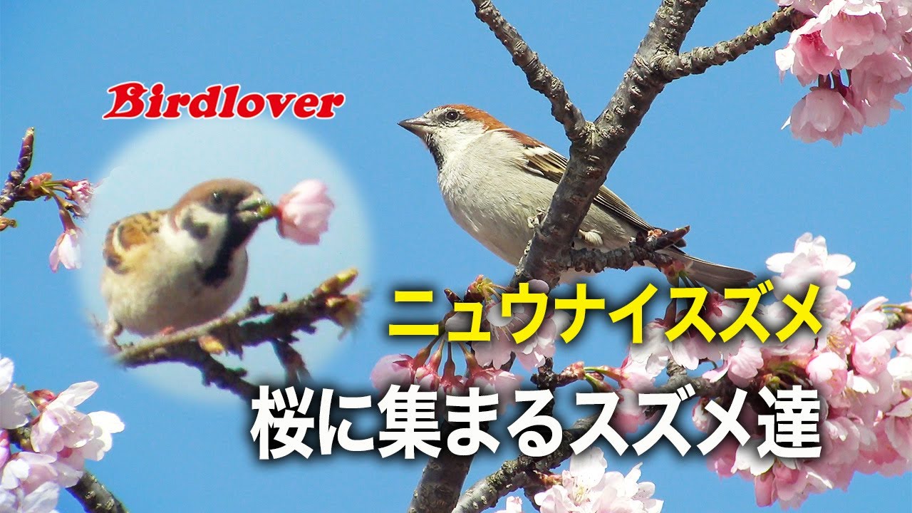 桜の蜜を吸うスズメたち ニュウナイスズメ Cinnamon Sparrow Youtube