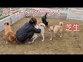 芝生フィールド完成！Dog Rescue A&R