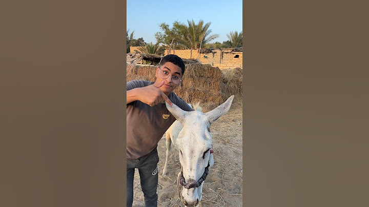 اغلى جبنة في العالم جبنة الحمير !!