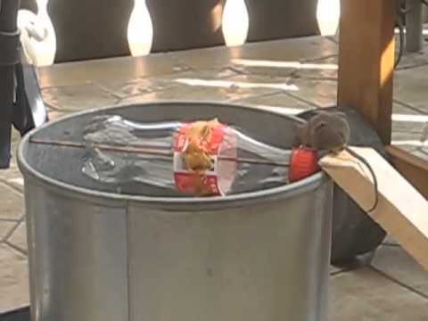 Perangkap Tikus Terbaik tanpa membunuh Perangkap Tikus Terbaik tanpa membunuh