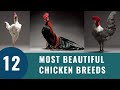 Top 12 Most Beautiful Chicken Breeds (2021)