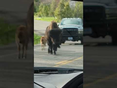 Bison family in Yellowstone