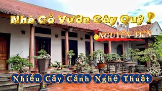 Nhà Cổ Vườn Cây Quý NGUYỄN TIẾN Nhiều Cây Cảnh Nghệ Thuật Đẹp