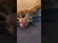 Bubbles the axolotl