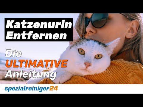 Katzenurin Entfernen - so geht es richtig. Die ULTIMATIVE Anleitung!