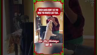 Funny Dog Steals Santa's Hat! #Dogs #Santa #Shorts