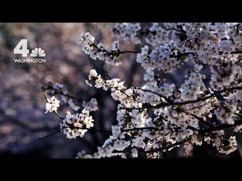DC's Iconic Cherry Blossom Trees Symbolize Friendship With Japan