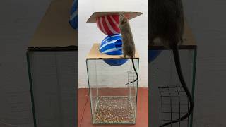 Best Homemade Mouse Trap Ideas // Mouse Trap 2#Rat #Rattrap #Mousetrap #Shorts