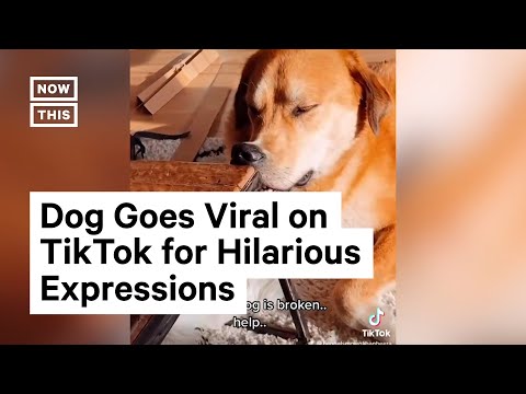 Videó: 12 kutya megosztja a legtöbb kínos vallomást