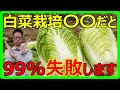 【初心者向け】白菜の育て方　種まきから育苗時の栽培方法　育てやすい品種も紹介