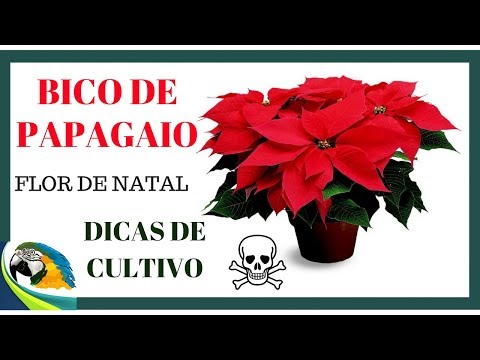 Bico De Papagaio Ou Flor De Natal Planta Muito Curiosa Youtube