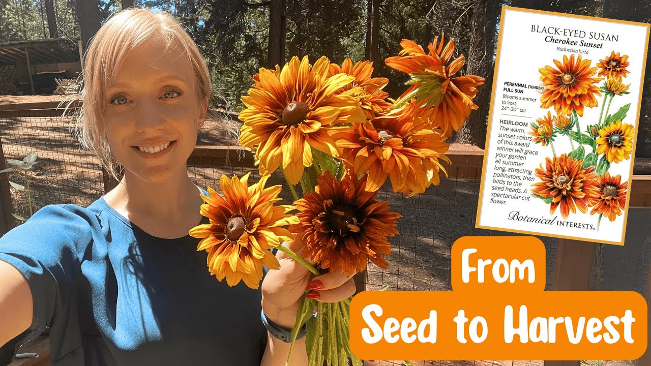 How I Grew Cherokee Sunset Black-Eyed Susans