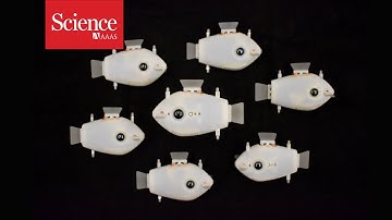 Swarms of robotic fish can synchronize their swimming, for the first time
