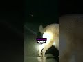 Dog Saves Elderly Woman Life