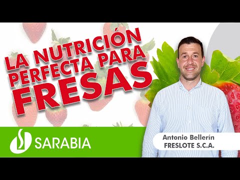 Video: Alimentación De Fresas Con ácido Bórico En Primavera Y Verano