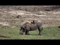 Djuma: Lone Warthog female with Oxpeckers hitching a ride - 09:11 - 11/21/18