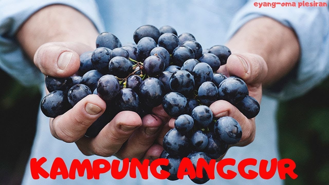 Kampung Anggur Eyang Oma Berkunjung Ke Kampung Anggur Di Daerah Bamtul Yogyakarta Kampung Anggur Eyang Oma Berkunjung Ke Kampung Anggur Di Daerah Bamtul Yogyakarta