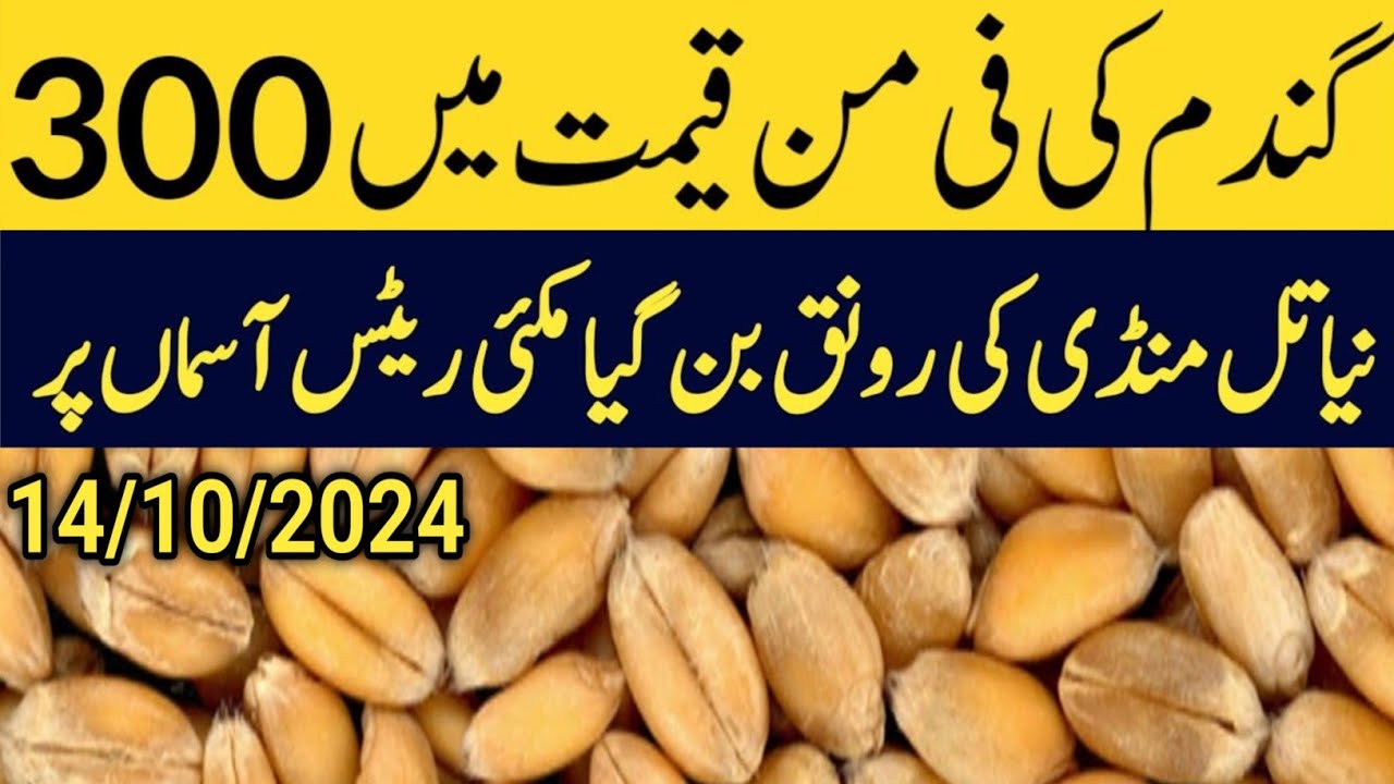 Today Wheat price in punjab//گندم کا ریٹ 2024/munji makki till sarso ...