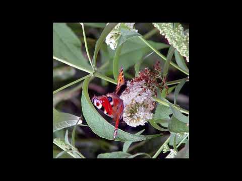 Artenvielfalt von Blumen und Pflanzen
