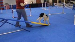 4th Steps in Felicity's Teeter Training