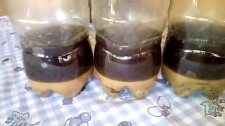 atrativo universal abelha jatai abelha mandaaia entre outras