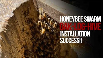 How to install bee swarm into log hive - a safer and more natural habitat