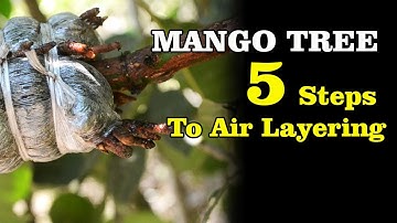 Mango Tree: 5 Steps To Air Layering Mango Tree