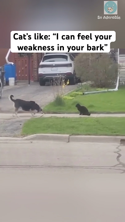 Kucing ini tidak pernah takut dengan anjing besar 👌 #shorts #cat #catlovers