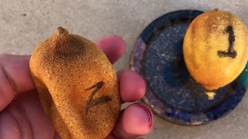 Orgone and Lemon Experiment after 1 month Part 2