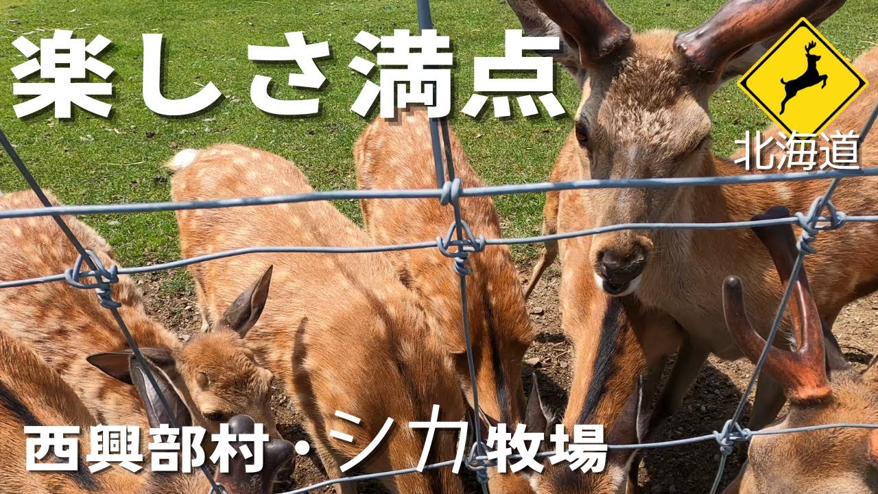 【北海道】シカたちのおやつ争奪戦！！西興部村「鹿牧場」はクセになる楽しさ！