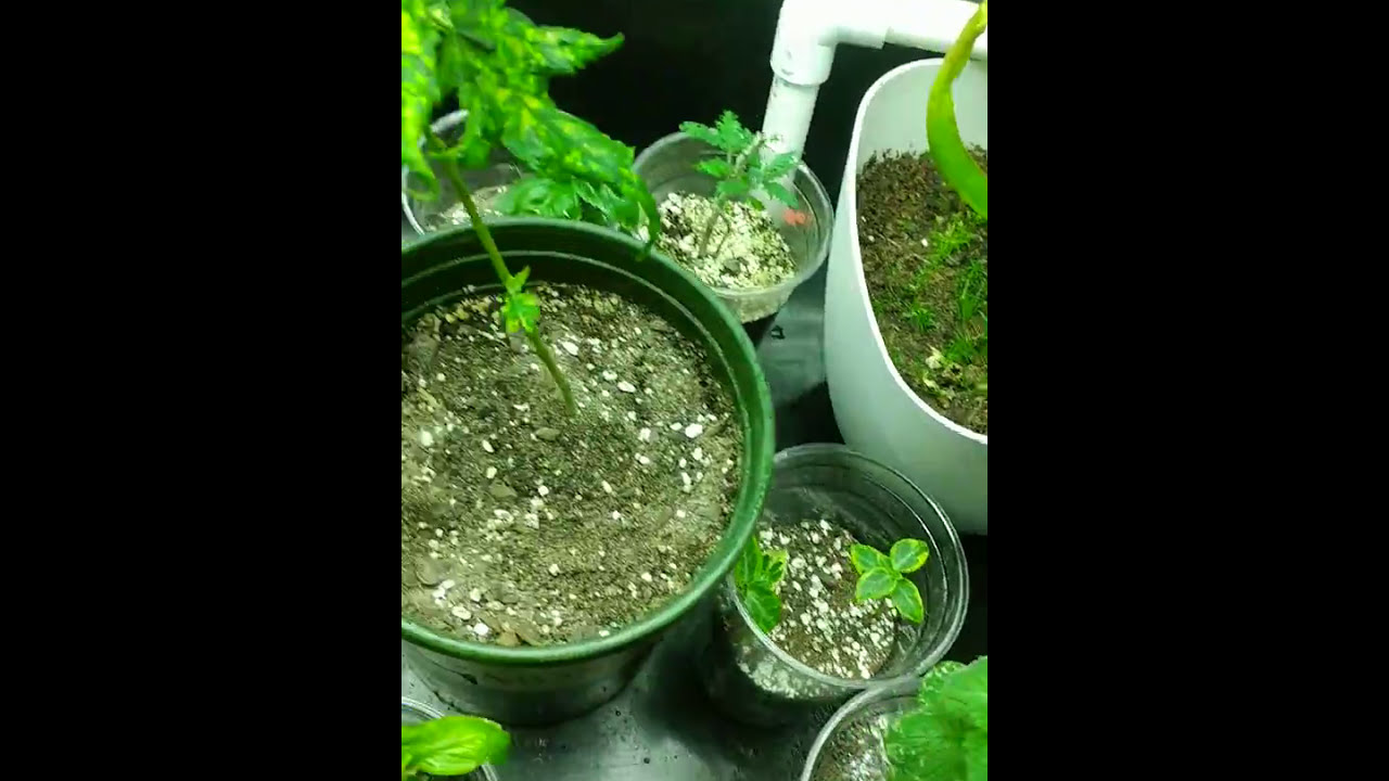 Closet Grow room setup as of October